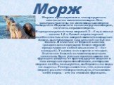 Морж. Моржи принадлежат к числу крупных ластоногих млекопитающих. Они распространены по мелководным морям Северного Ледовитого океана круглополярно, но очень неравномерно. В среднем длина тела моржей 3—4 м, а масса — около 1,5 т. Самой характерной особенностью этих зверей являются мощные бивни, выст