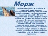 Моржи не боятся холода; в ледяной воде они не замерзают, потому что их тело предохраняет от охлаждения толстый слой (5—10 см) подкожного жира. Моржи могут спать не только на берегу, но и в море. Во время сна они не тонут в воде, удерживаясь на поверхности при помощи подкожного воздухоносного мешка, 