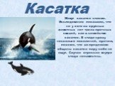 Касатка. Живут касатки стаями. Исследования показали, что ни у кого из крупных животных нет таких прочных связей, как в семействе касаток. В стаде сразу несколько поколений, причем, похоже, что за пределами общины касатки пару себе не ищут. Случаи агрессии внутри стада неизвестны.