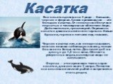 Все касатки делятся на 3 рода — большая, черная и фереза. Самая кровожадная — это большая касатка. От нее в панике бегут все пернатые и теплокровные обитатели моря. Действительно, гроза морей. Окрашены касатки довольно элегантно: черные с белым брюхом, горлом и пятнами под глазами. Черная касатка ил