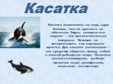 Касатки полагаются на слух, куда больше, чем на зрение и на обоняние. Звуки, которые они издают — это высокочастотные импульсы. Человек их воспринимает, как отдельные щелчки. Для касаток эхолокация — это средство общения между собой и способ добывания пищи. Питаются касатки кальмарами, рыбами (включ