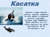 Заметив в воде жертву, касатки группой кидаются за ней, время от времени взлетая над водой. Сначала идут медленно, даже кажется, что не смогут догнать. Но потом разгоняются до 30 километров в час.