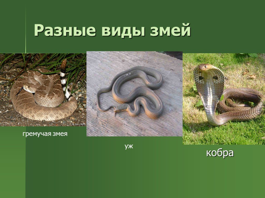 Змеи окружающий мир 2 класс. Ядовитые животные презентация. Ядовитые змеи. Змеи разные виды.