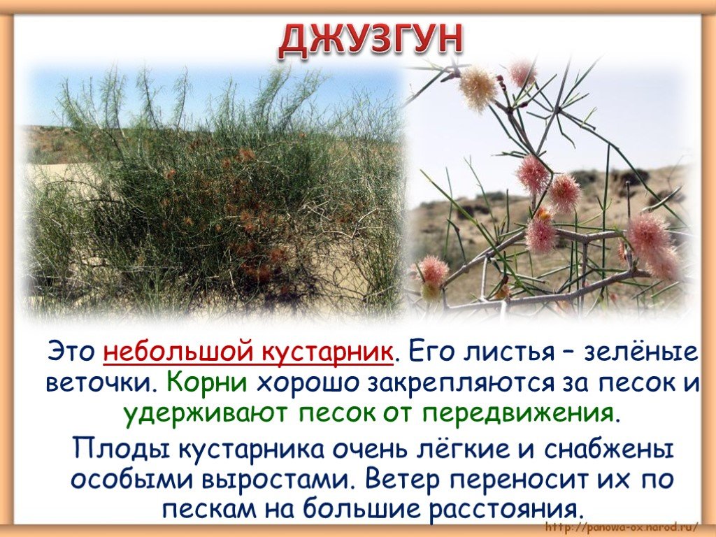 Саксаул в какой природной зоне обитает. Джузгун растение пустыни. Растения пустынь России джузгун. Кустарниковый джузгун. Джузгун эфедра тамарикс.