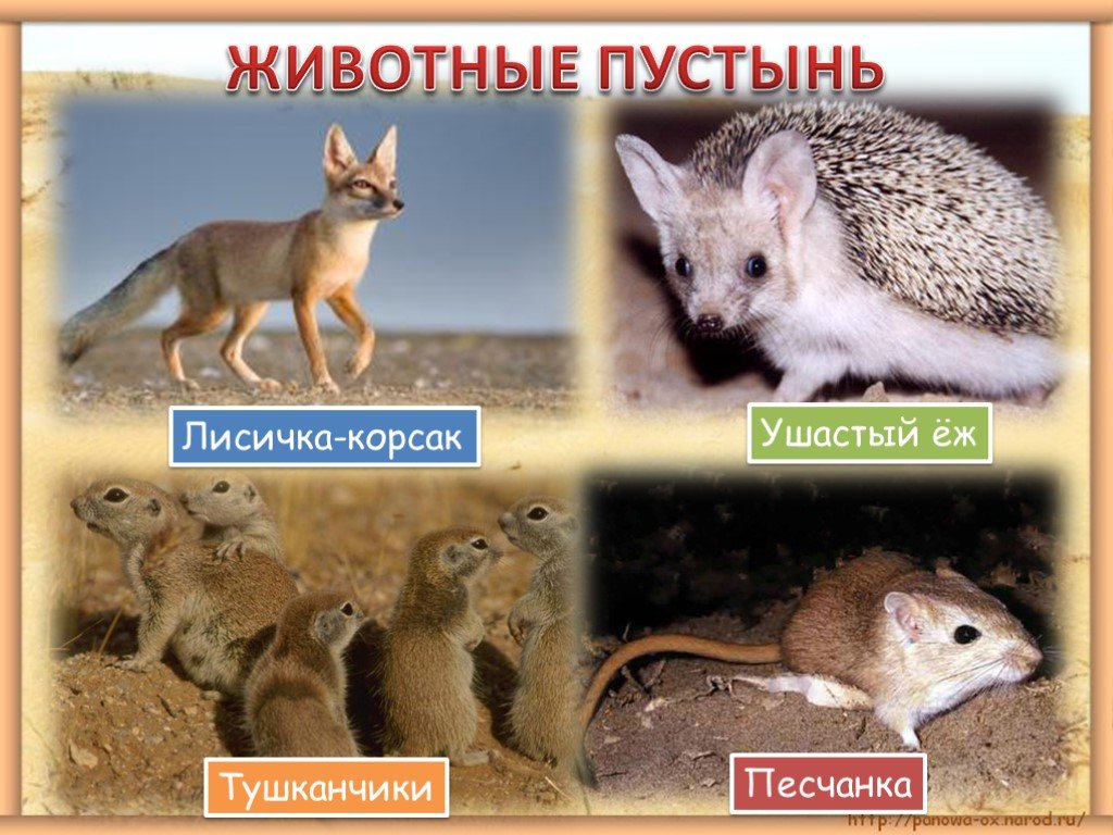 Какие животные обитают в пустынях и полупустынях. Пустыни и полупустыни животный мир. Пустыни и полупустыни России животный мир. Пустыни и полупустыни обитатели в России. Животный мир зоны пустынь и полупустынь России.