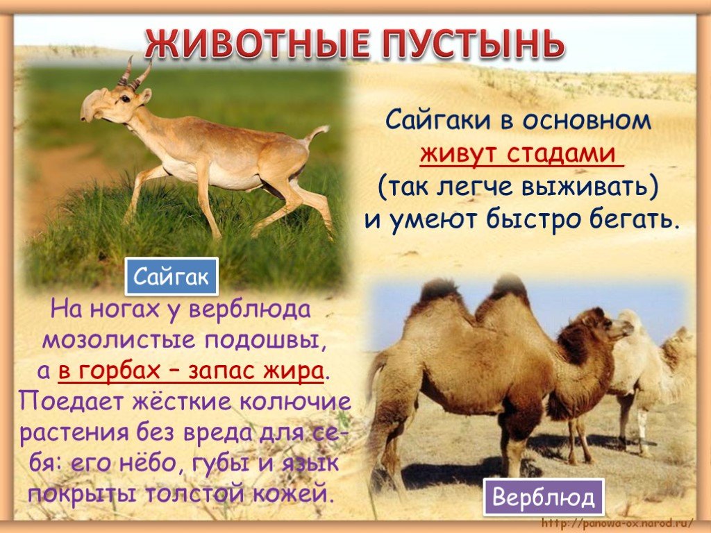 Где обитает сайгак в какой природной. Животные пустыни. Интересные факты о животных пустыни. Пустынроссии животные. Животные пустыни России.