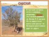 В пустыне встреча-ются и деревья, например саксаул. Это низкие деревья, не более 4-5 метров. Из-за недостатка влаги они растут на большом расстоянии друг от друга. САКСАУЛ