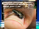 Лондонские зоологи определили 10 самых необычных земноводных, которым грозит исчезновение. малагасийская радужная лягушка. безногая червяга, находит свою дорогу при помощи щупалец, расположенным по бокам головы. гигантская китайская саламандра, достигающая 1,8 метров в длину, отделилась в своем разв
