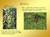 Мхи Сфагнум. Растущий на болотах мох сфагнум способен впитать в себя воды в 25-30 раз больше своей массы. Мхи — небольшие растения, у которых есть стебель и листья. Они всегда растут группами, образуя плотный ковер.