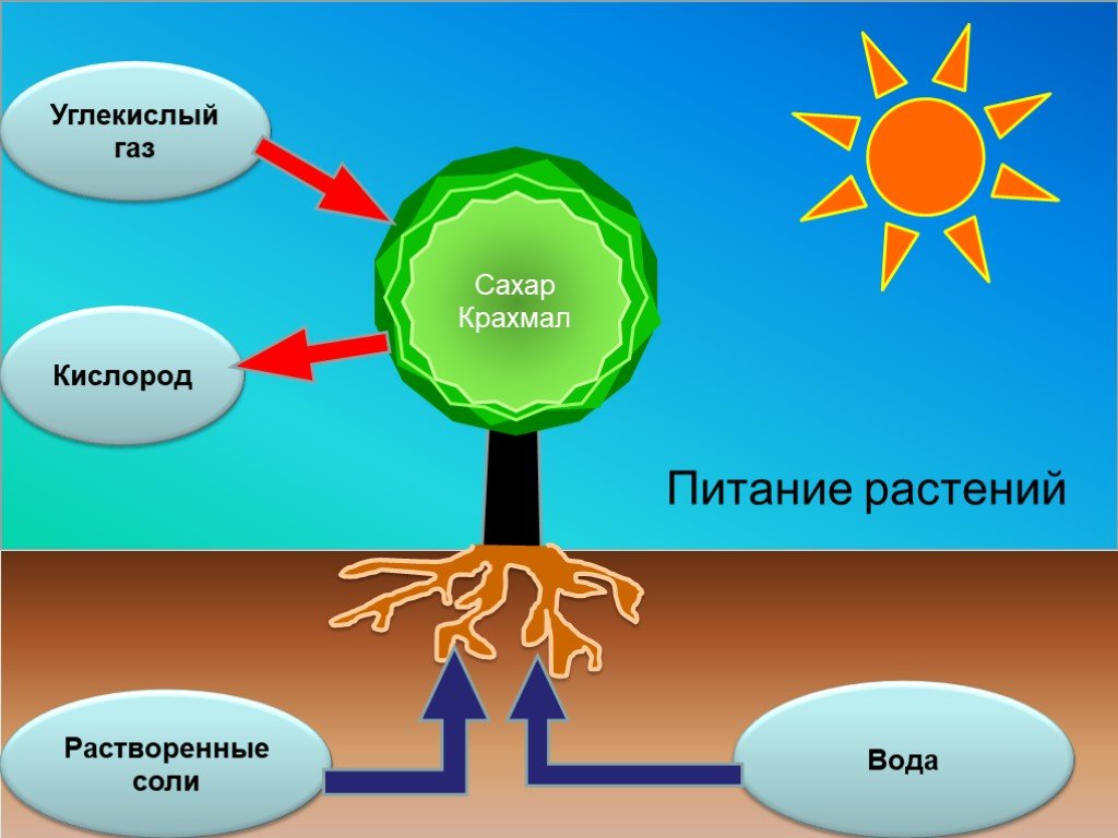 Питание растений 3 класс окружающий мир схема