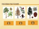 Назови растения сосна лиственница кедр