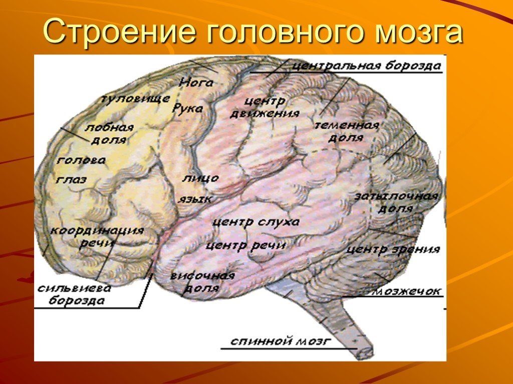 Центральная область мозга. Строениеголовного мозхга. Строение головного мозга. Строение головноготмозга. Строение головного мозга человека.