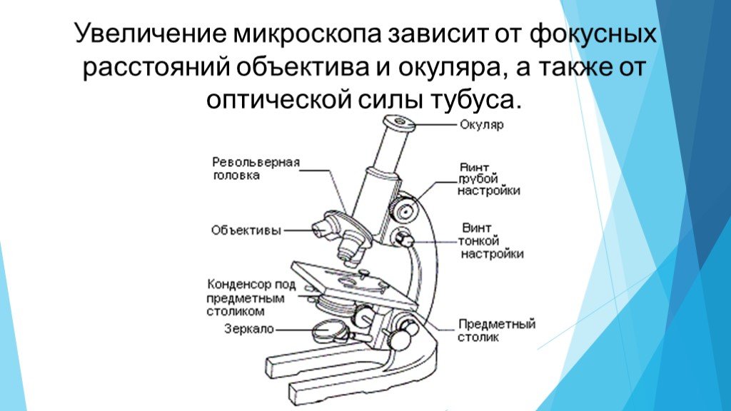 Строение микроскопа презентация