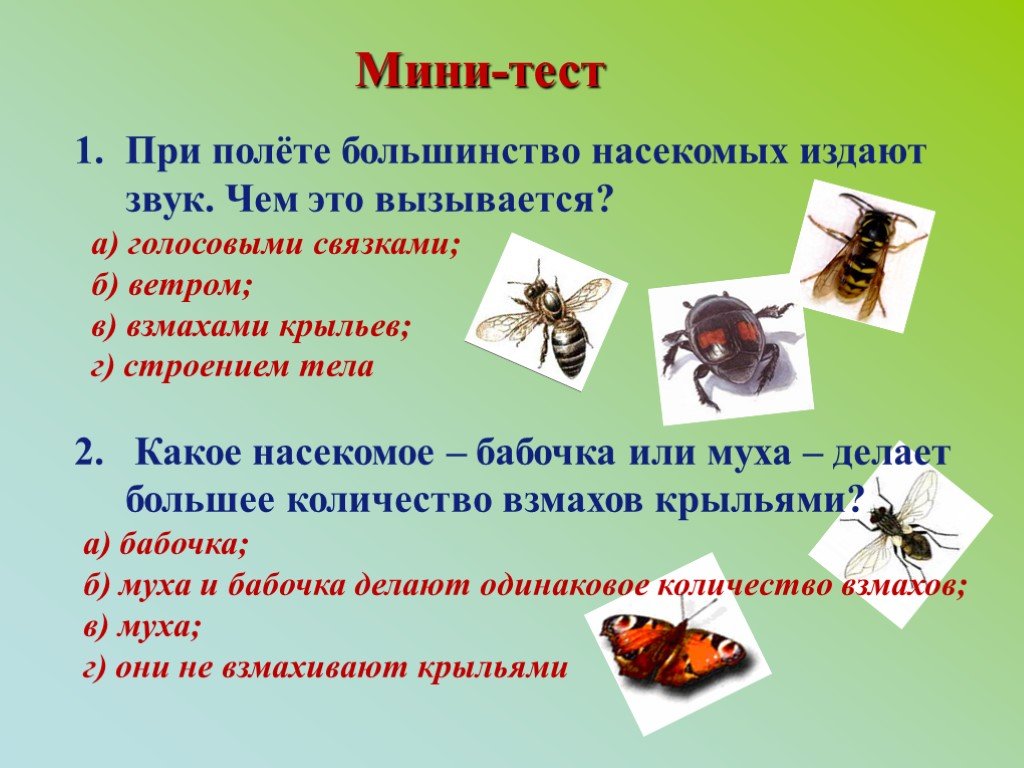 Сколько взмахов в секунду делает. Тест при полете насекомых. Какой звук издает Муха. Какие звуки издает бабочка. Частота взмахов крыльев насекомых.