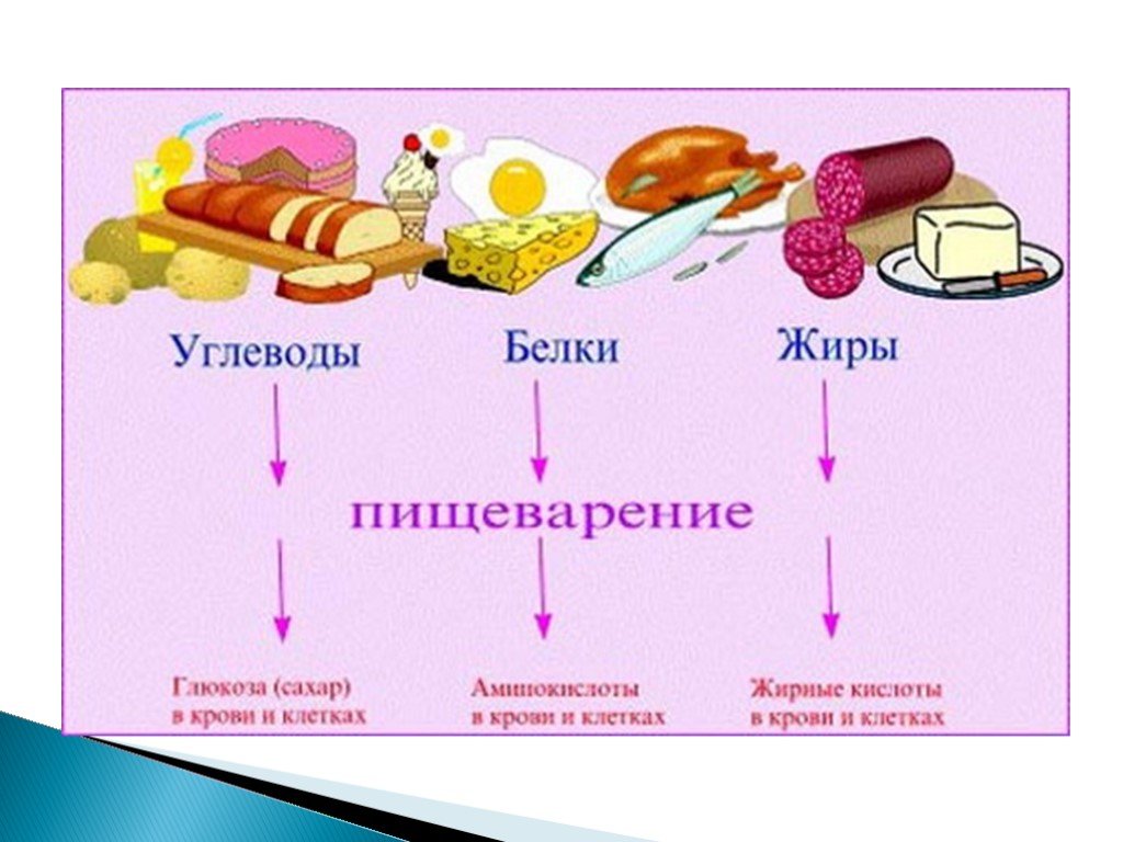 Продукт по биологии для проекта