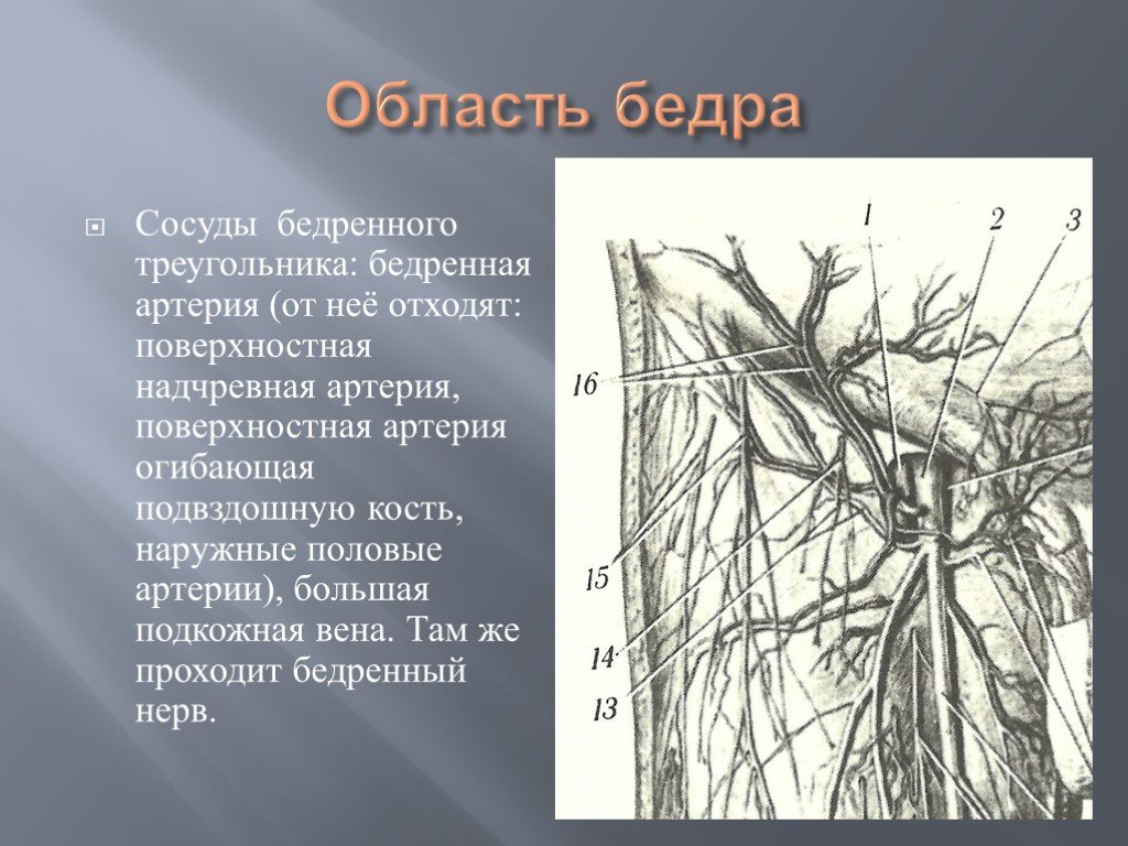 Бедренный треугольник. Бедренный треугольник кровоснабжение. Бедренная Вена анатомия топографическая. Поверхностная надчревная артерия.