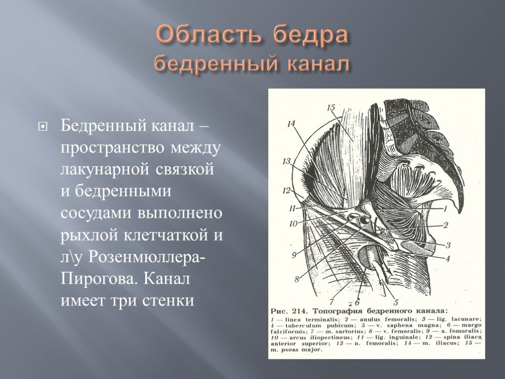 Бедренная ямка. Бедренный канал стенки кольца. Бедренное кольцо топографическая анатомия. Бедренный канал анатомия топография. Стенки бедренного канала топографическая анатомия.