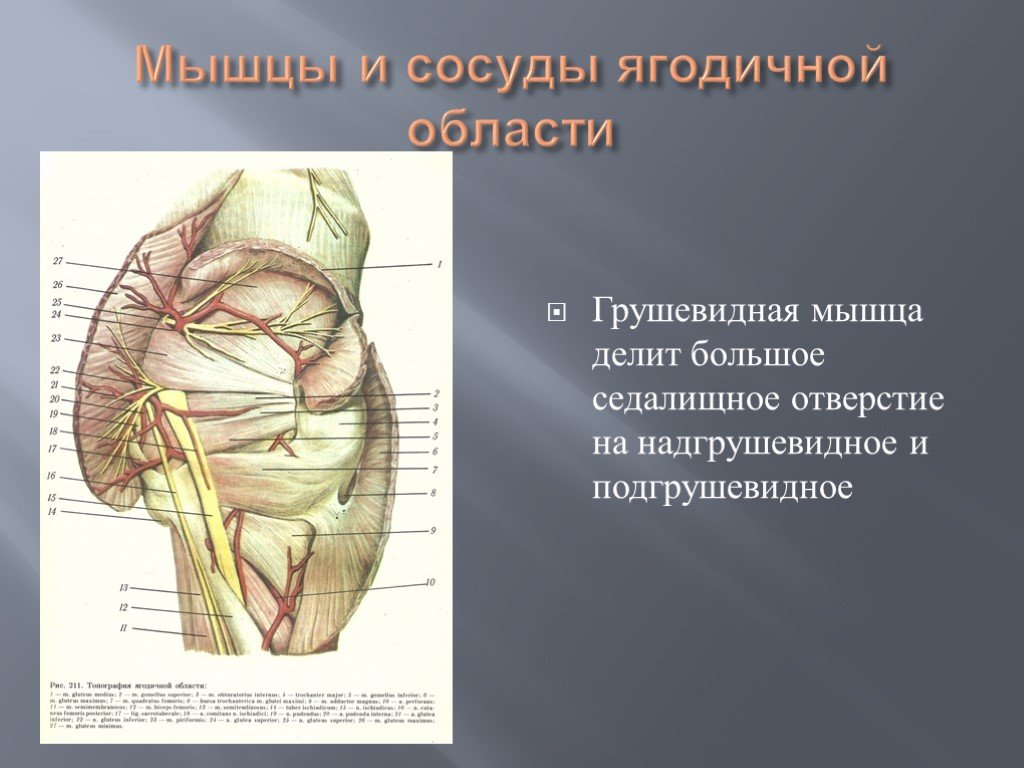 Через малое седалищное отверстие. Ягодичная область топографическая анатомия сосуды. Верхняя ягодичная артерия надгрушевидное отверстие.