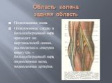 Область колена задняя область. Подколенная ямка Подколенные сосуды и большеберцовый нерв проходят по вертикальной линии, располагаясь снаружи вовнутрь – большеберцовый нерв, подколенная вена, подколенная артерия.