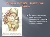 Грушевидная мышца делит большое седалищное отверстие на надгрушевидное и подгрушевидное
