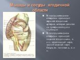 В надгрушевидном отверстии проходит верхняя ягодичная артерия, которая делится на поверхностную и глубокую В подгрушевидном отверстии проходят нижние ягодичные а., в. и н., седалищный нерв, задний кожный нерв бедра, вн. половая а., в. и н.