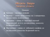 Область бедра Передняя область. Границы Верхняя – паховая складка Нижняя – линия проведенная на 2 поперечных пальца выше надколенника Наружная – линия от передней верхней подвздошной ости к латеральному мыщелку бедренной кости Внутренняя – линия от лобкового симфиза до медиального мыщелка бедренной 