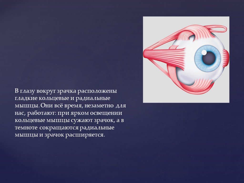 Вид мышечной ткани сужающей и расширяющей зрачок. Кольцевые и радиальные мышцы глаза. Круговая мышца, суживающая зрачок. Круговая и радиальная мышца глаза. Мышца сжимающая зрачок.