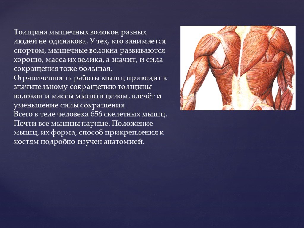 Какое количество мышц у человека. Мышечное волокно. Волокнистые мышцы. Мышечные волокна человека. Медленные мышцы.