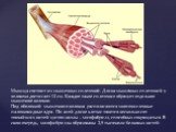 Мышца состоит из мышечных сплетений. Длина мышечных сплетений у человека достигает 12 см. Каждое такое сплетение образует отдельное мышечное волокно. Под оболочкой мышечного волокна располагаются многочисленные палочковидные ядра. По всей длине клетки тянется несколько сот тончайших нитей цитоплазмы