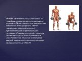Рабочее качество мышцы связаны с её способностью внезапно изменять свою упругость. Белок мышц при сокращении становится очень упругим. После сокращения мышцы он опять приобретает своё первоначальное состояние. Становясь упругой, мышца удерживает груз, в этом проявляется мышечная сила. Мышца человека