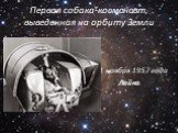 Первая собака-космонавт, выведенная на орбиту Земли. 1 ноября 1957 года Лайка