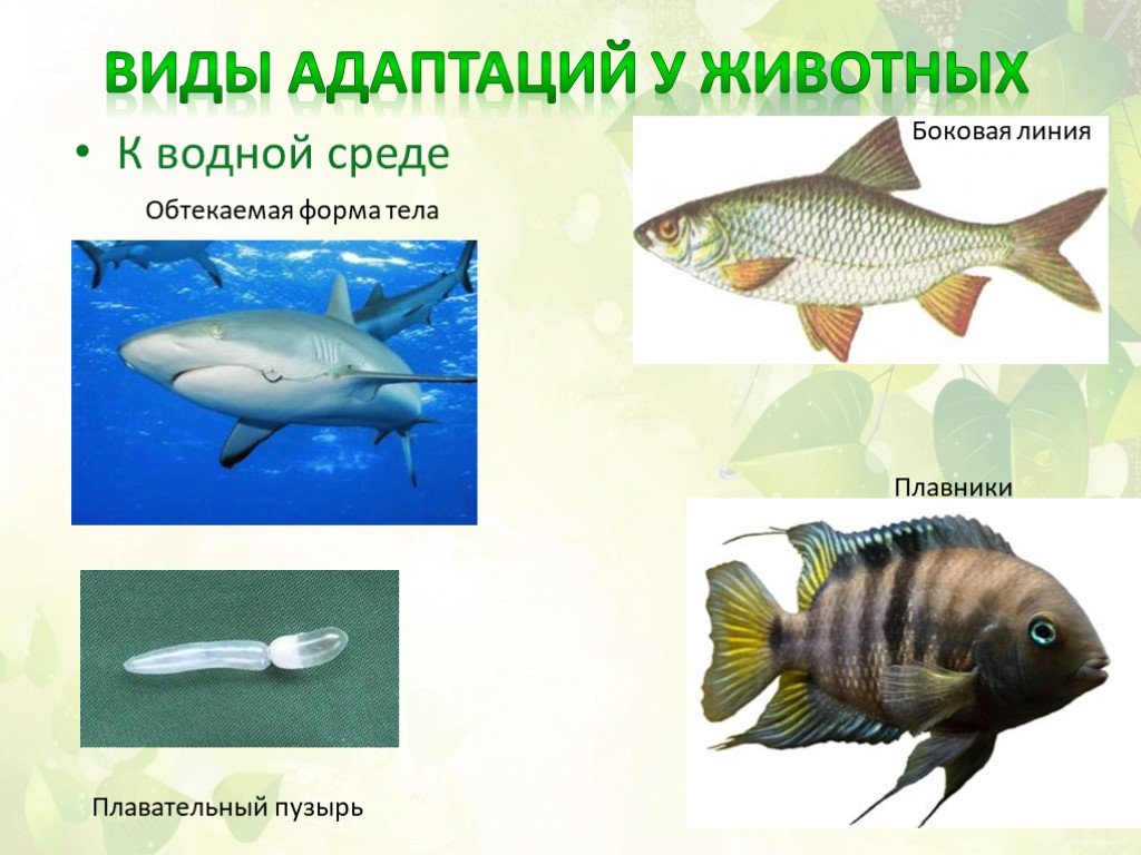 Адаптации водная среда жизни. Адаптация рыб. Форма тела водных организмов. Адаптации рыб к водной среде. Обтекаемая форма тела.