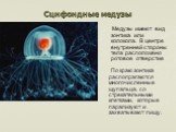 Сцифоидные медузы. По краю зонтика располрагаются многочисленные щупальца, со стрекательными клетками, которые парализуют и захватывают пищу. Медузы имеют вид зонтика или колокола. В центре внутренней стороны тела расположено ротовое отверстие