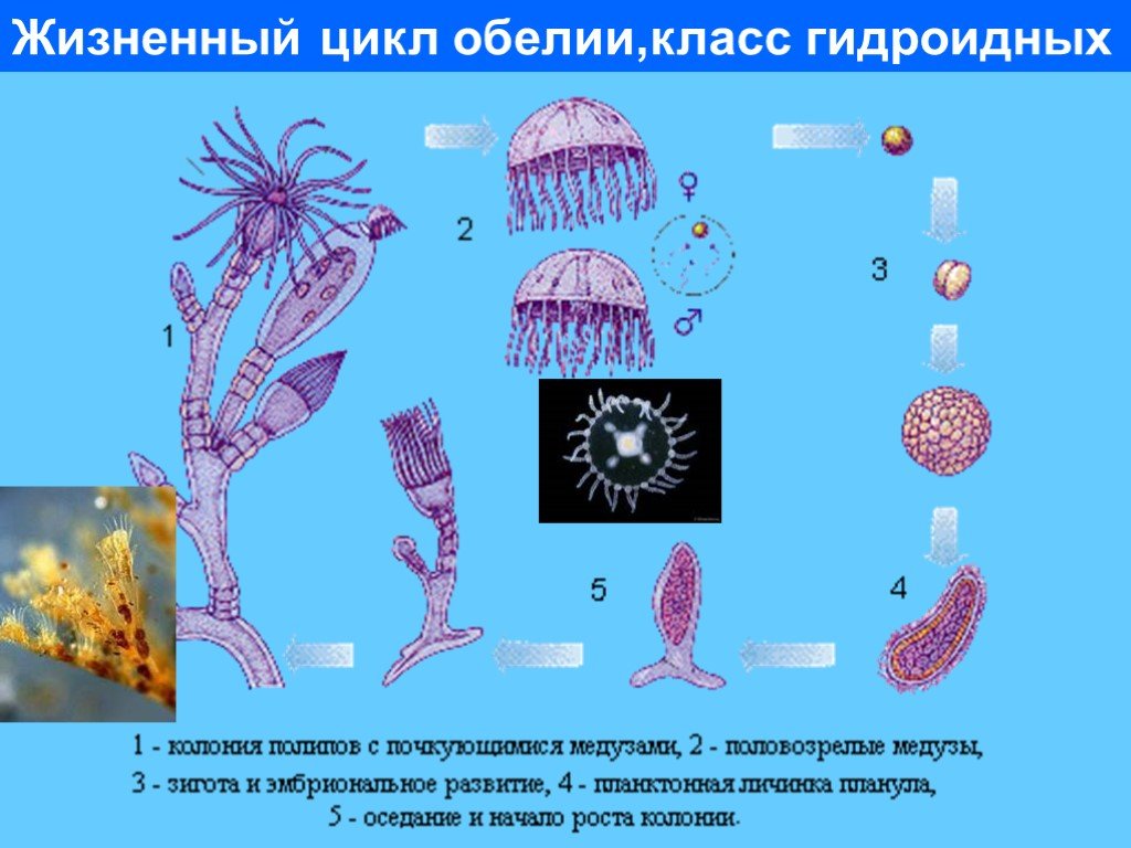 Стадия жизненного цикла медузы. Цикл ГИДРОИДА обелии. Гидроидные жизненный цикл обелия. Цикл развития гидроидного полипа схема. Строение медузы обелии.