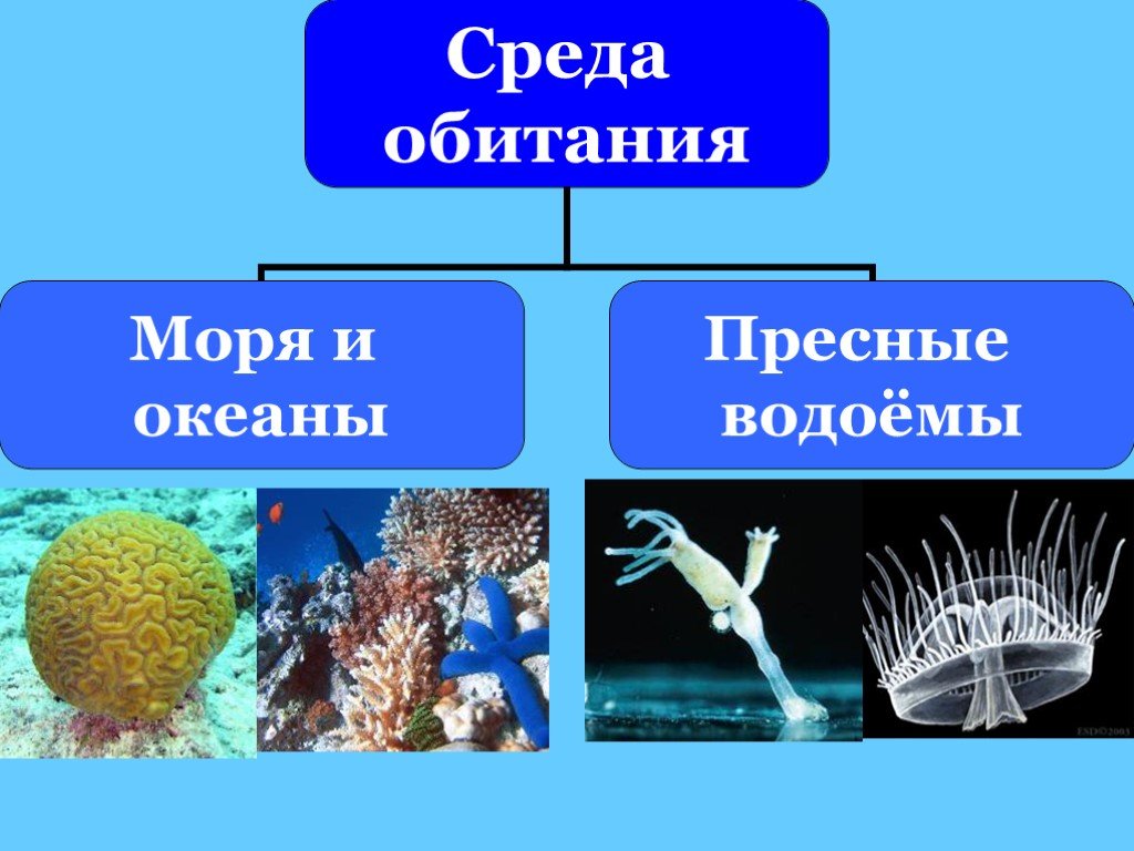 Кишечнополостные презентация 7 класс биология