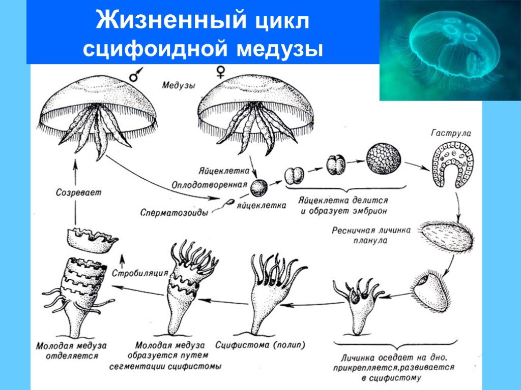 Стадия жизненного цикла медузы. Жизненный цикл сцифоидных медуз. Жизненный цикл сцифоидных медуз схема 7 класс. Схема цикла размножения класса сцифоидных. Цикл развития сцифоидной медузы схема.