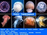 Верхний ряд, слева направо: атолла ван Хоффа, корнерот, медуза-кочан, ушастая медуза. Нижний ряд, слева направо: таинственная хризаора, молочная хризаора, гигантская цианея, фацеллофора. Класс Сцифоидные