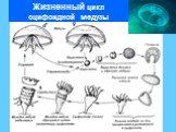 Жизненный цикл сцифоидной медузы
