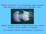 Медуза корнерот - это самая крупная медуза Черного моря, диаметр ее купола может превышать 40см. Медуза помогает выжить в море малькам рыб, которые прячутся под её колпаком от хищников. Сам корнерот питается исключительно планктоном.