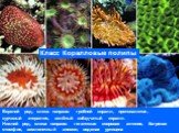 Верхний ряд, слева направо: грибной коралл, протопалитоя, курчавый этерактис, зелёный звёздчатый коралл. Нижний ряд, слева направо: гигантская ковровая актиния, багряная стомфия, земляничный анемон, водяная уртицина