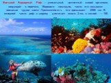 Большой Барьерный Риф — уникальный целостный живой организм, входящий в перечень Мирового наследия, часто его называют восьмым чудом света Протяженность его превышает 2300 км. В северной части риф в ширину достигает около 2 км, в южной — 150 км.