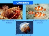 Рак-отшельник и актиния. Рыбки-клоуны и актиния. СИМБИОЗ. Мальки рыб и медузы