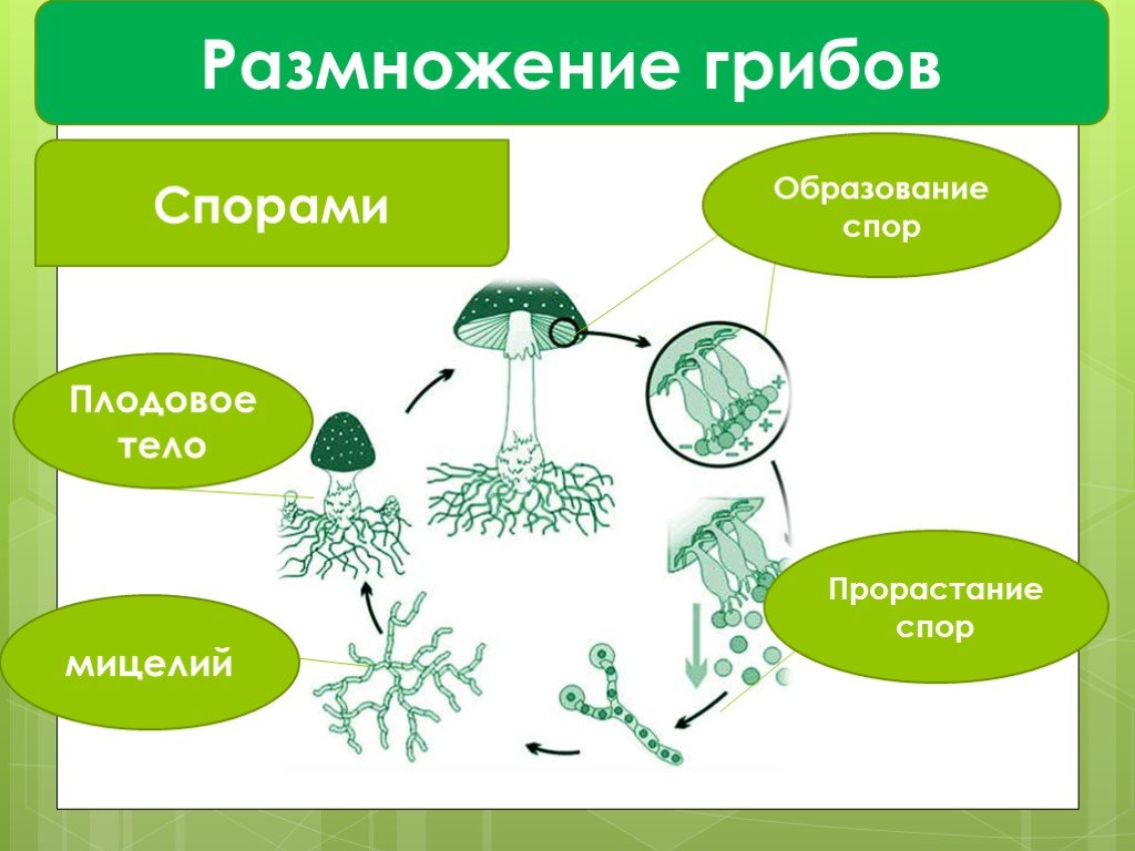 У грибов есть размножение. Схема способы размножения грибов. Размножение грибов спорами схема. Размножение грибов мицелием. Шляпочные грибы образование спор.