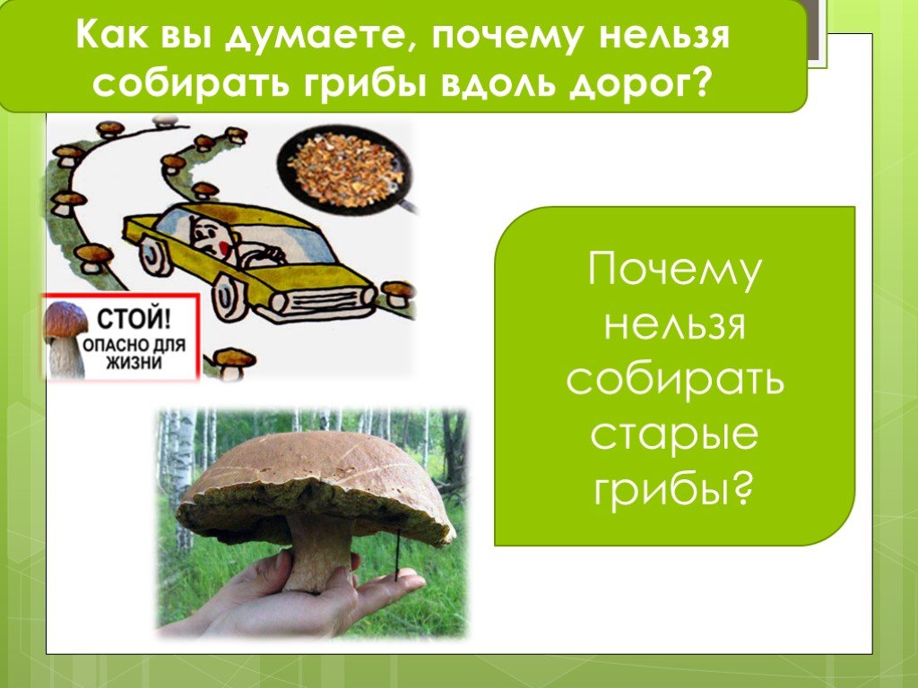 Знак нельзя собирать грибы. Грибы возле дорог. Нельзя собирать грибы. Почему нельзя собирать грибы. Грибы около дороги.