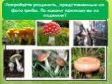 Попробуйте разделить, представленные на фото грибы. По какому признаку вы их поделили?