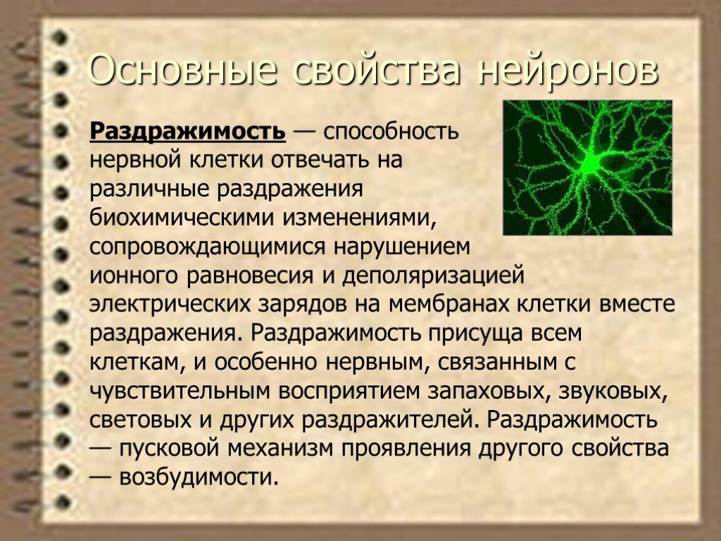 Нервная свойства сократимость. Свойства нейронов. Свойства нервных клеток. Основные свойства нейронов. Раздражимость клеток свойство.