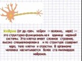 Нейрон (от др.-греч. νεῦρον — волокно, нерв) — это структурно-функциональная единица нервной системы. Эта клетка имеет сложное строение, высоко специализирована и по структуре содержит ядро, тело клетки и отростки. В организме человека насчитывается более ста миллиардов нейронов.
