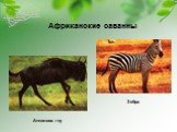 Антилопа гну Зебра. Африканские саванны