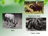 Орикс. Африканский буйвол. Черный носорог