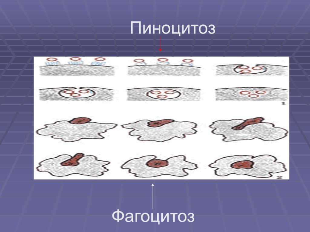 Фагоцитоз и пиноцитоз. Пиноцитоз у простейших. Фагоцитоз задание с рисунком. Пиноцитоз характерен для. Пиноцитоз чист.